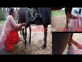 Buffalo Hand Milking Daly Vlog Beautiful ️ ️