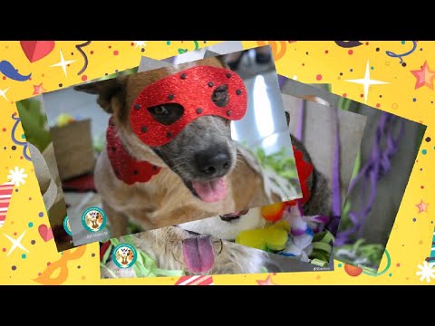 Carnaval é tema de ensaio fotográfico dos animais do Canil Municipal