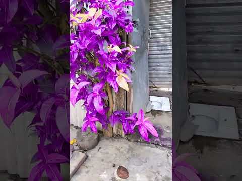 This is the one best flower