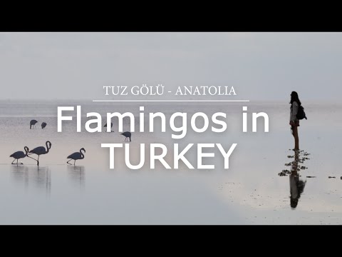 Watching FLAMINGOS in TURKEY, Tuz Gölü // Overland series ep.7