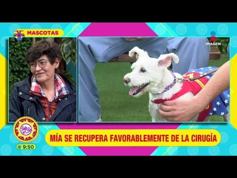 ¡Perrita operada para extirparle un riñón es un éxito! | Mascotas | Sale el Sol