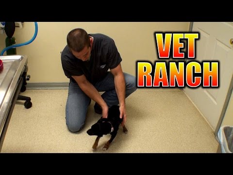 Part of a video titled Animal Cruelty, Rubber Band around Tail - YouTube