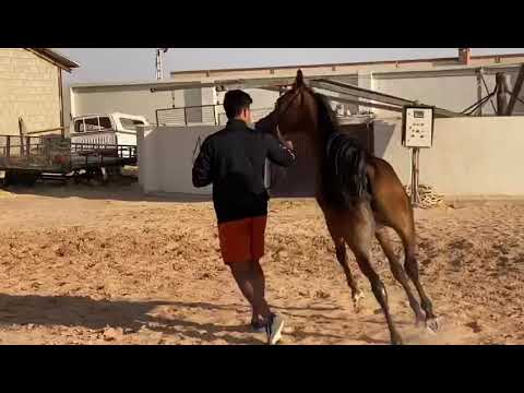 يارا بنت منصور الجلوية 🔥