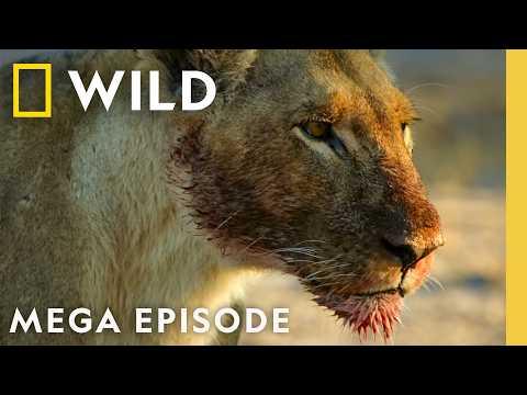 Savage Kingdom: Sacrifice and Succession | Season 4 MEGA EPISODE | Nat Geo Animals