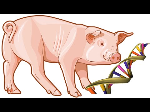 Dr. Jay Calvert - Reverse Genetics: 101 Uses for PRRSV Infectious cDNA Clones