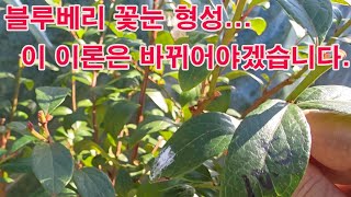 블루베리 꽃눈 형성... 이 이론은 이제 바뀌어야 (블루베리 재배, 블루베리 전정, 블루베리 꽃눈, 블루베리…