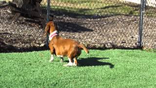 Clover and Roscoe