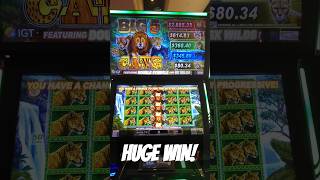 HUGE WIN on Big 5 Cats Slot Machine #shorts