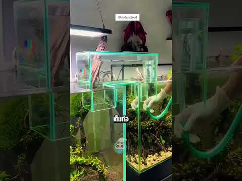 สร้างสะพานน้ำให้ปลาว่ายข้ามตู้ได้จริง! ไอ เดียสุดอัจฉริยะที่ต้องดู!”