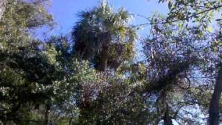 preview picture of video 'Wormsloe Plantation near Savannah, GA'