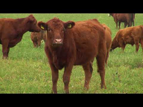Zlatno klasje: "Crveni angus je najotpornija pasmina goveda"