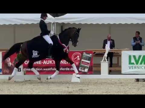 Ellis (Escolar x Dimaggio) wird Westfalen-Champion 2020