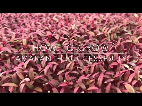 How to Grow Amaranth and be Profitable