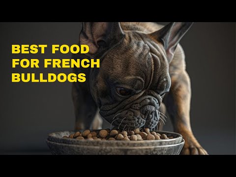 Best Dog Food For French Bulldogs