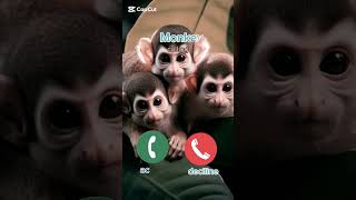 Download lagu #ringtone #mobilephone #monkey #shortvideo mp3 Download lagu #ringtone #mobilephone #monkey #shortvideo mp3