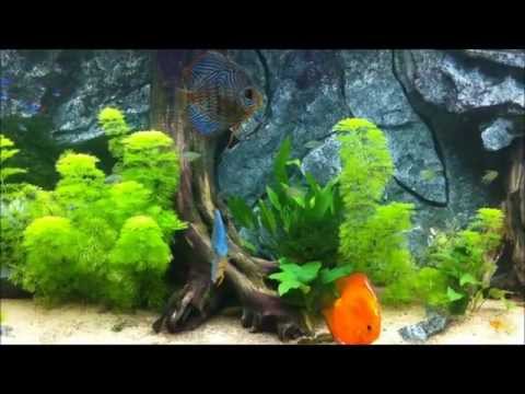Discus Aquarium 1500L