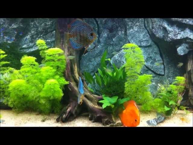 Discus Aquarium 1500L