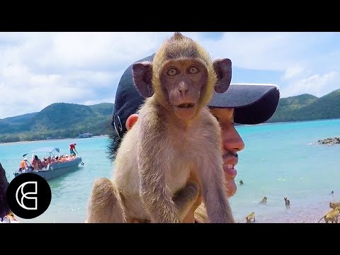 Thailand’s Monkey Island