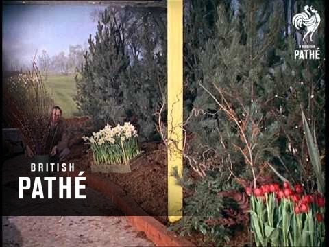 Out Takes / Cuts From Cp 429 - Reel 1 Of 2 - Tulips & Indoor Garden  (1963)