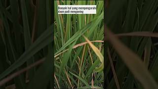 Download lagu Cara Mengatasi Daun Padi Menguning, Belum Tentu Jamur #shorts #agriculture mp3 Download lagu Cara Mengatasi Daun Padi Menguning, Belum Tentu Jamur #shorts #agriculture mp3