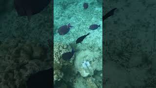 Cruise Shore Excursion Shorts - Carnival Grand Turk Snorkel and Stingray Adventure Shore Excursion