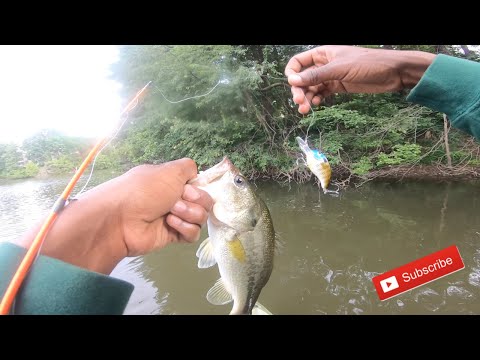 Catching Big Bass On Crank Baits In The Summer !!