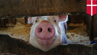 Meatball war: Danish town makes pork compulsory in move hailed by anti-Islamists - TomoNews