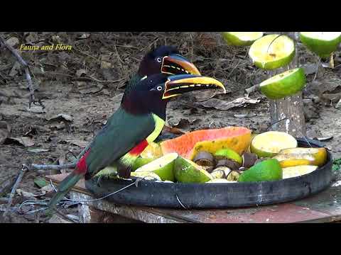 Chestnut-Eared Aracari Couple: Fruit Feast at the Backyard Feeder! Araçari-castanho