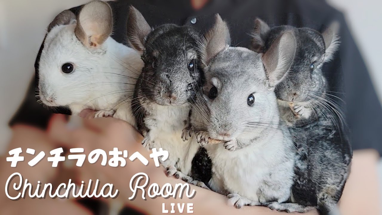 チンチラ部屋配信 Chinchilla room live  🐭【ライブカメラ】