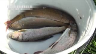 Операция "Нерест"