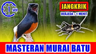 Download lagu MASTERAN MURAI BATU - suara Jangkrik jernih keras berjeda 1 menit FULL 1 JAM mp3