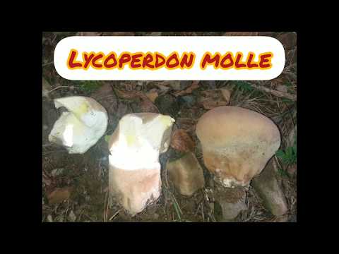 Prepoznavanje Gljiva/Lycoperdon Molle-Meka Puhara