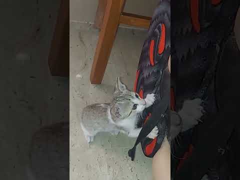 Ada pavi new sofa daaa 😢 😭