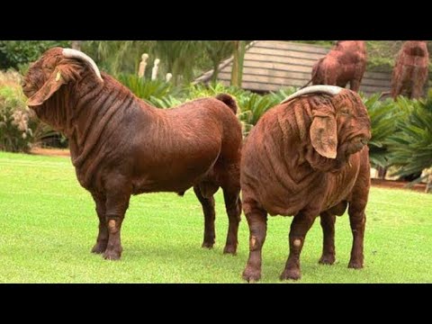 10 Best Goat Breeds For Meat Production