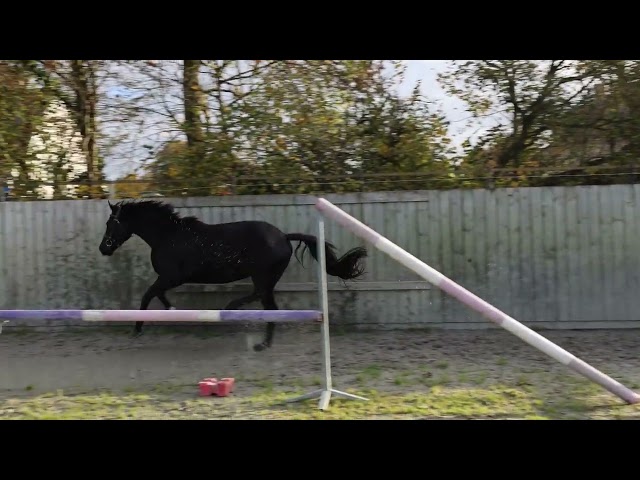 Mare Selle Français For sale 2022 Dark Bay