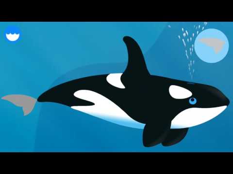 MarcoPolo Ocean Video