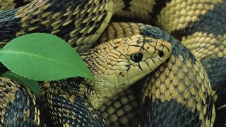 Snakes of Kentucky