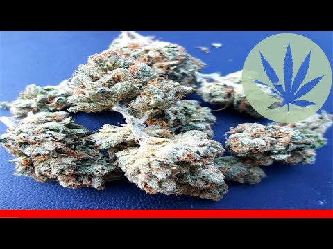 True Og - All About This Strain