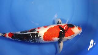 video van Ginrin Showa 2305005