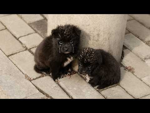 It was-3°C cold, two shivering puppies huddle together under a lamppost, pleading for help