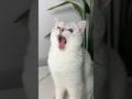 Did You Like The Picture With My Cat Cat Cats