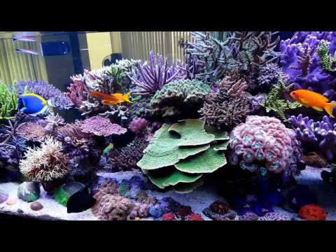 DSR reeftank - 12 years no waterchanges