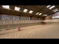 Superbe pouliche 2 ans (* Kasall des forêts)