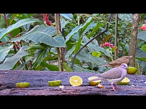 White-tipped Dove Visits The Panama Fruit Feeder – Dec. 11, 2020