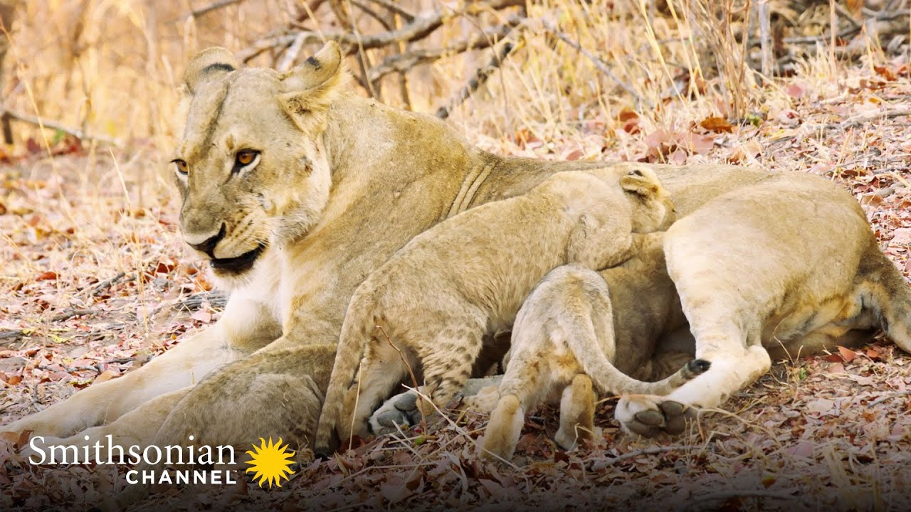 Tracking Down 5 Missing Lion Cubs 🔍 Big Cat Country | Smithsonian Channel