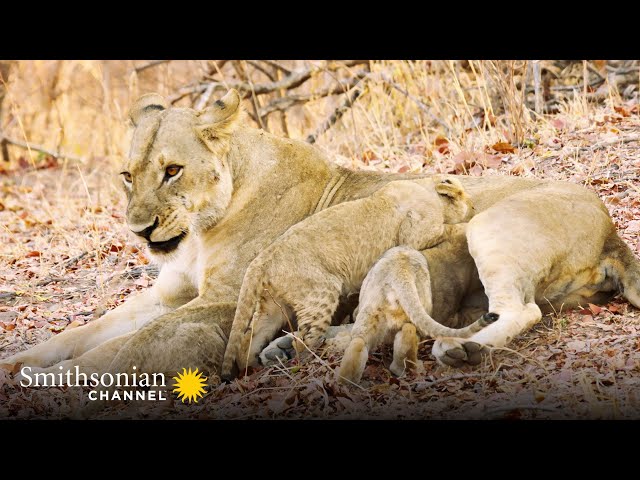Tracking Down 5 Missing Lion Cubs 🔍 Big Cat Country | Smithsonian Channel