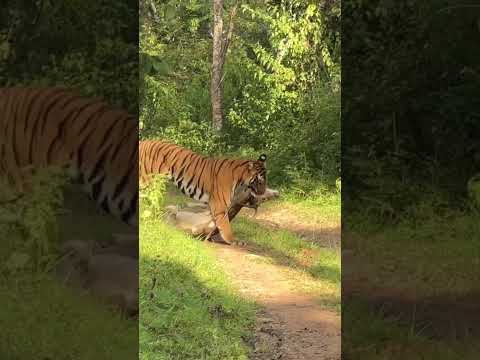 Tiger 🐅 killed a deer 😱😱#wildlife #tiger #animals