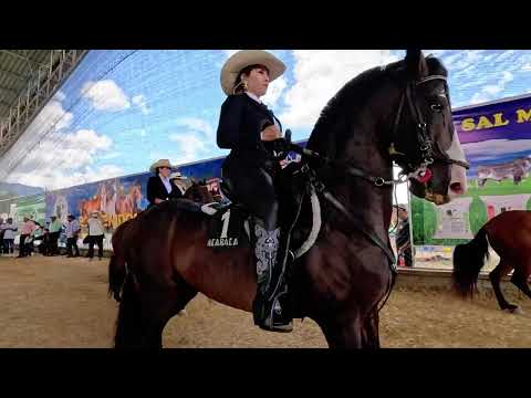 🐴INCREÍBLE Concurso de AMAZONAS / PAUJIL ExpoPaujil Caquetá 2025 🇨🇴 #culturas4k  #colombia #horses