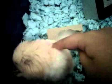 Flint found his honey bar