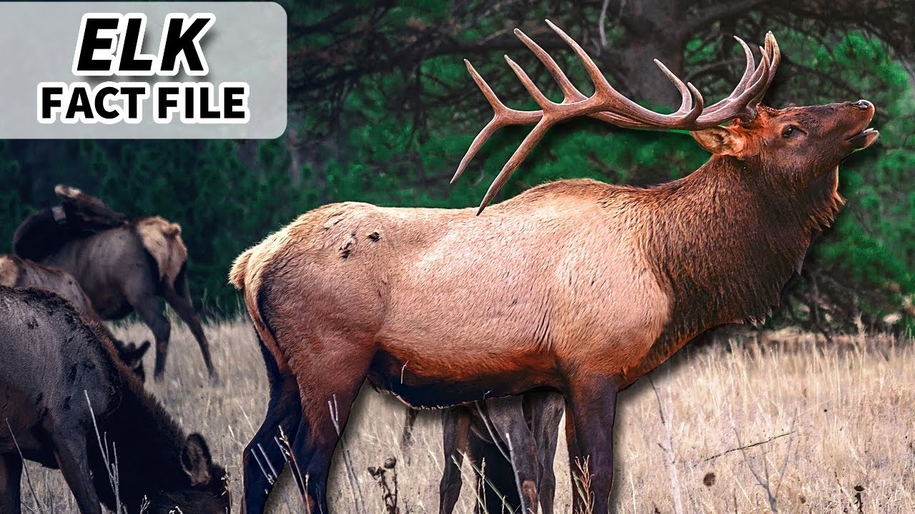 Elk Facts: What is an ELK? | Animal Fact Files